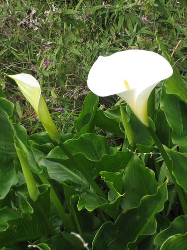 Name This Flower