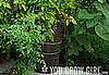 You Can Grow in Containers