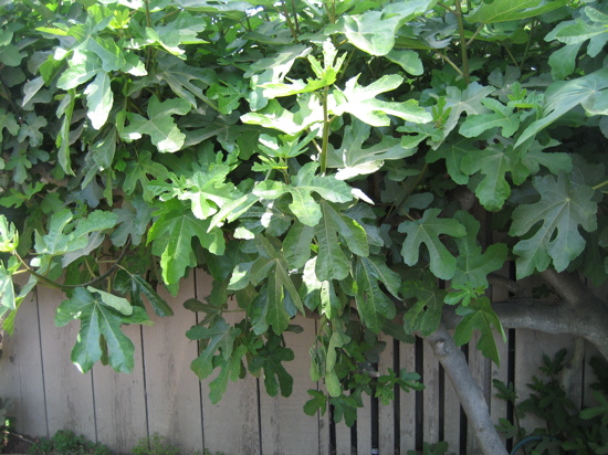 Name This Tree