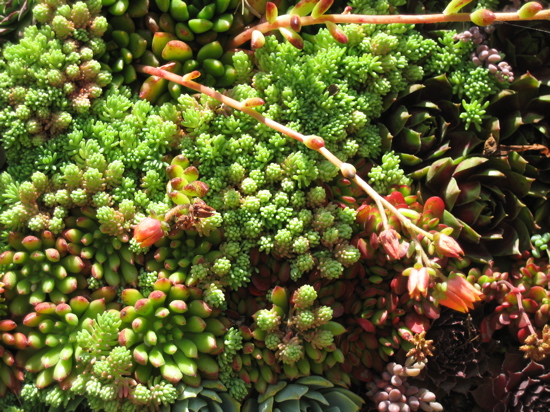 Name These Plants