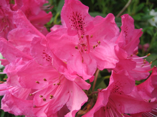 Name This Flower