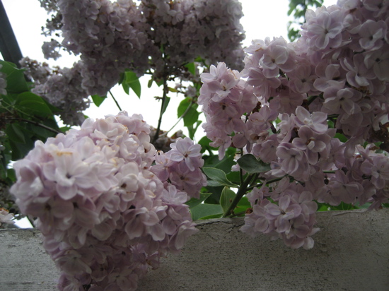 Name This Flower