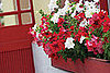 Add Window Boxes ($50)