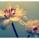 vanthio's picture