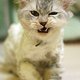 kastarte2's picture
