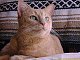 chibarosa's picture