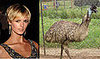 Jacquetta-Emu