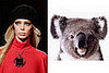Tanya-D-Koala