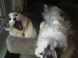 Simon