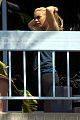 Lindsay-2