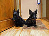 This is Pippi and Stella