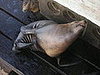 this seal scratched himself for two hours straight