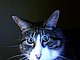 twinkles's picture