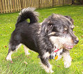 brixie