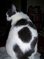 suzannescat