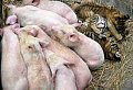 pig