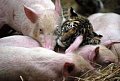 pig2