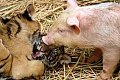 pig3