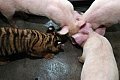 pig4