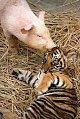 pig5