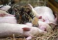 tigerpig