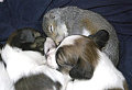 squirrel-dog13