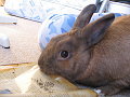 xdeebunny