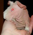 HopeFemaleBaby202-21-05HandHoldSmallWebview-1