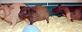 pig