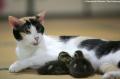 cat1REX_468x310