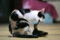 cat2REX_468x311