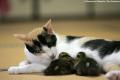 cat3REX_468x311