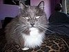 kitty