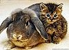 RabbitKit1NSPA_468x336