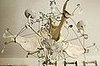 Chandelier650
