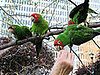 The adorable (but LOUD) parrots of Telegraph Hill