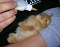 pipperkins_2