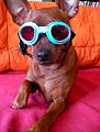 doggles