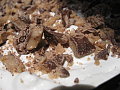 IMG_0437.JPG