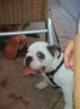 He was one "hot" dog!!!