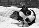 Munkeyhed's picture