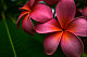 SaraNikkiBoo's picture