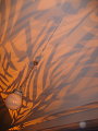 IMG_4349.JPG
