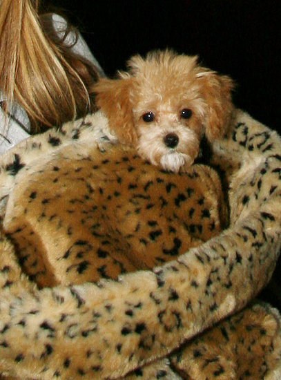 Guess Whose Pup?