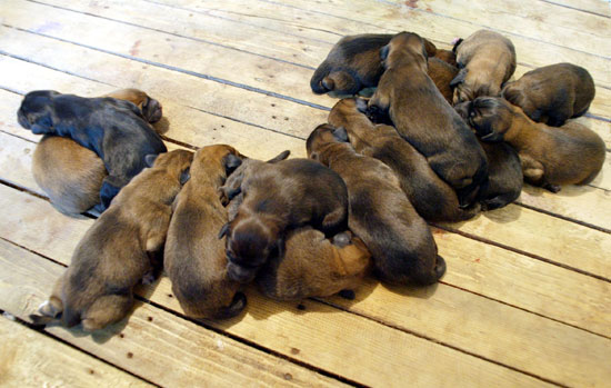 Guess How Many Puppies?