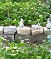 Kitties guarding the Greens and Beans.