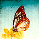 glitzee's picture