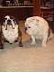 Bulldogs's picture