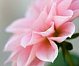 pinkcloud's picture