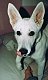 eroca87's picture